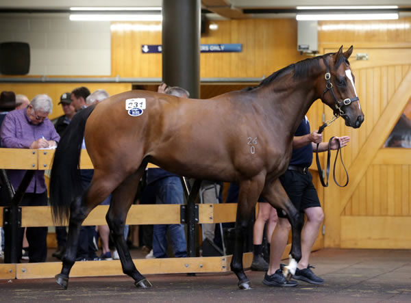 Lot 231 was purchased out of Riversley Park’s draft by bloodstock agent Andrew Williams for $460,000. Photo: Trish Dunell