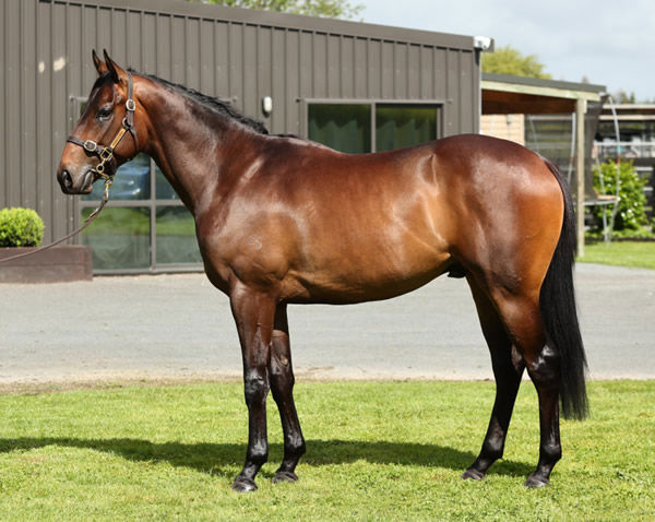 Deep Field colt from Bang On was bought by HK trainer Jimmy Ting.