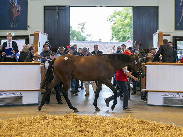 Dubawi colt from God Given.