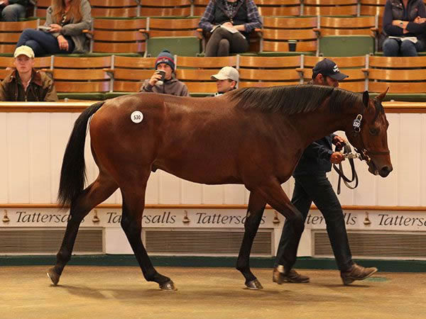 Dubawi colt from How.