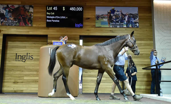 $460,000 Medaglia D'Oro colt from Base Paradise
