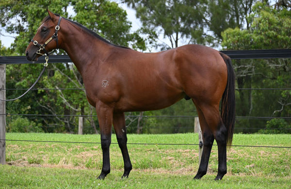 $775,000 Extreme Choice colt from Murtle Turtle.