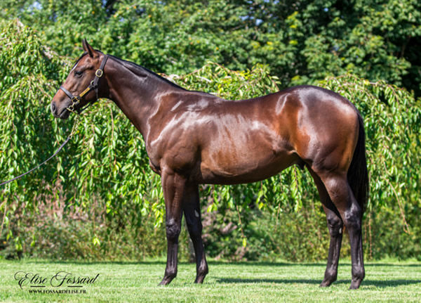 The half-brother by Foostepsinthesand to Lucky Vega was bought by Yulong. 