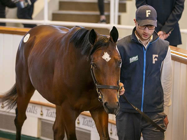 Frankel colt from Blue Waltz.