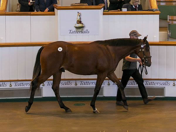 Frankel colt from Bold Lass.