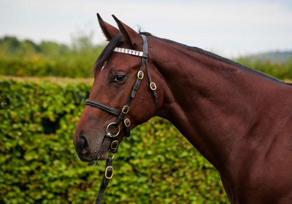 2.8 million Frankel colt from So Mi Dar.