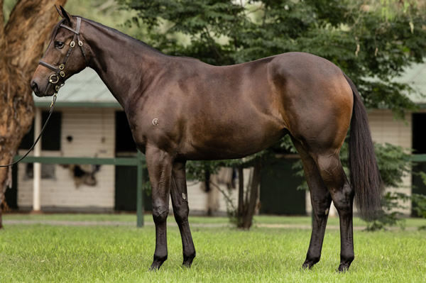 $1.2million I Am Invincible filly from Catchy