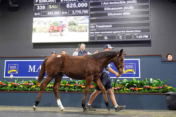 $625,000 I Am Invincible colt was  the top seller on Friday.