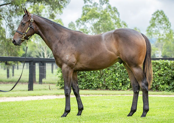 $480,000 I Am Invincible colt from Pierro Moss.