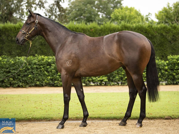 Lot 1547 is the only colt in the sale by I Am Invincible, click to see his page.