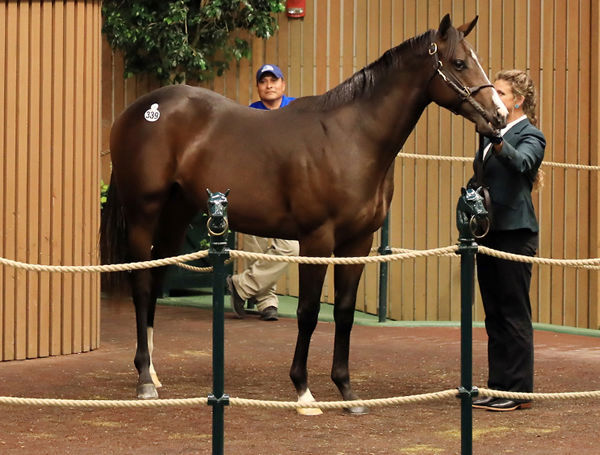 $1.1million Justify colt from Milam - Keeneland Photo