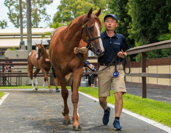 Dawn Service - The first foal of Sunlight made $1.4million at Magic Millions.