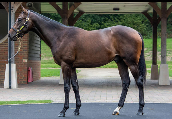 Sold for 750,000 guineas, the half-brother by Kingman to Uncle Byrn, click to see his page. 