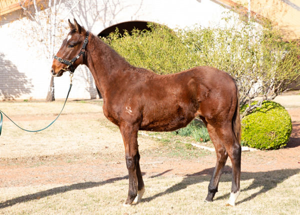 $22,500 weanling purchase from Inglis Digital, click to see his page.