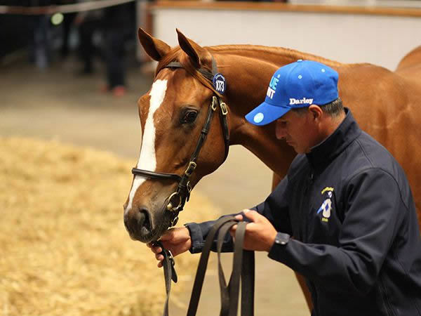 Night of Thunder colt from Asidious Alexandra