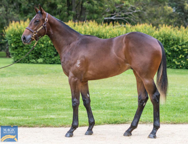 Pictured as a yearling, the No Nay Never colt from Boomex.