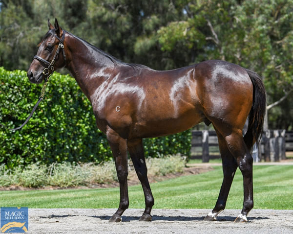 Pierro colt from G1 winner Aqua D'Amore - the full brother to Parry Sound to be offered at MM as Lot 753. 