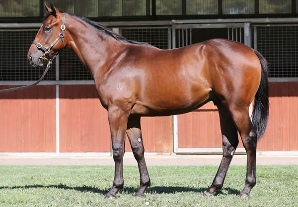 $240,000 Pierro colt from Colerne