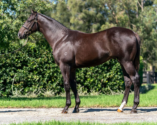 Full brother to Saif selling on Wednesday.