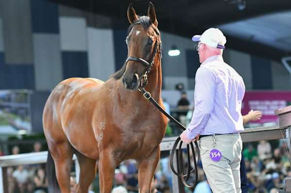$1.1 million Redoute's Choice colt sold by Bhima Thoroughbreds