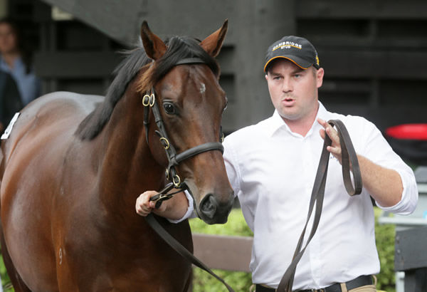 Lot 520, the Savabeel colt out of Group Three performer Lovetessa, was purchased by Bruce Harvey from Cambridge Stud’s draft for $720,000. Photo: Trish Dunell