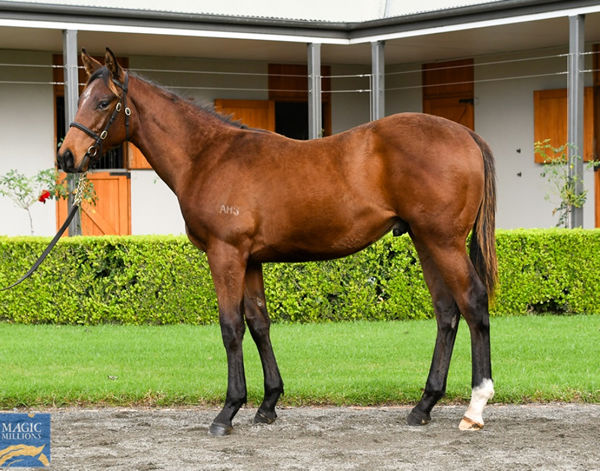 $125,000 Saxon Warrior colt bought by Lacoste Bloodstock.