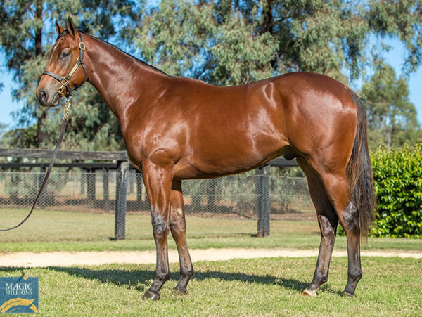 Lot 1598 is the yearling half-brother to Eclair Sunrise - click to see his page.