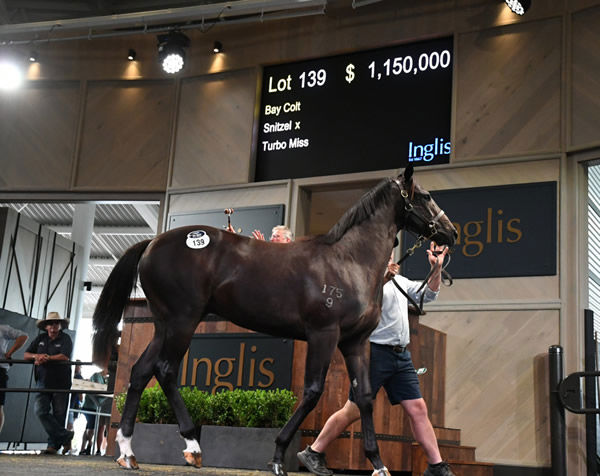 $1,150,000 Snitzel colt from Turbo Miss - image Steve Hart.