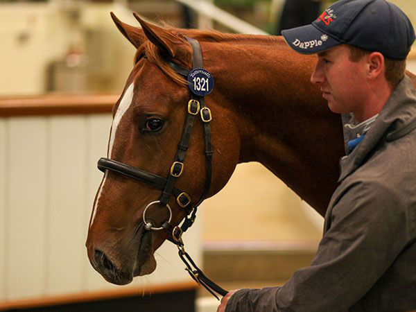 Starspangledbanner colt from Great Dame