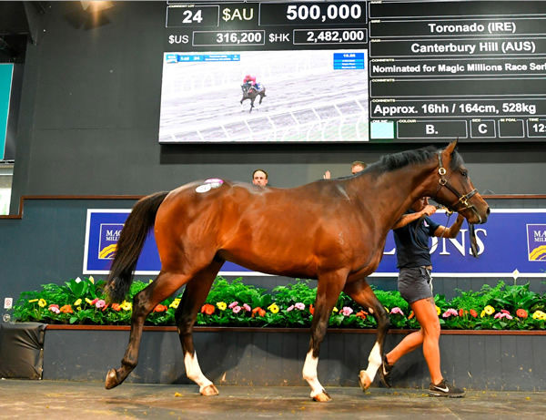 $500,000 sale-topping colt by Toronado (IRE).
