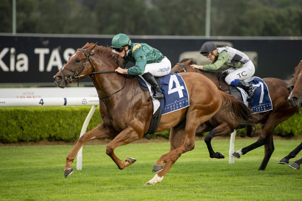 Casear returns as a gelding to win at Canterbury - image Bradley Photos