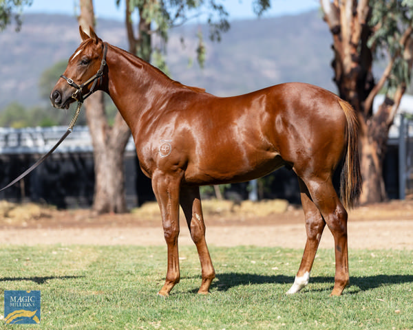 Caesar was an $800,000 Magic Millions yearling purchase.