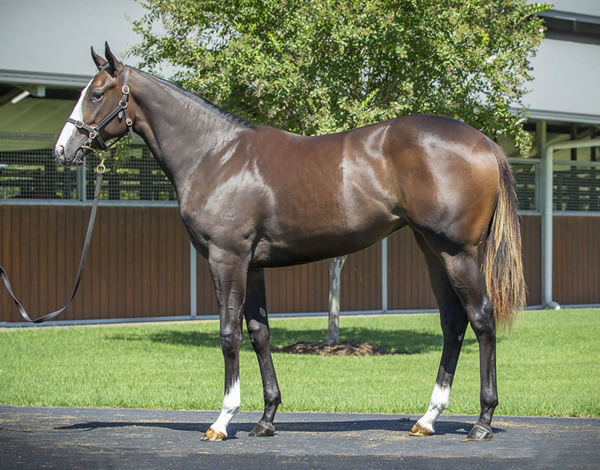 Caffe Florian Was A $400,000 Inglis Easter Yearling Sale Purchase From Arrowfield Stud