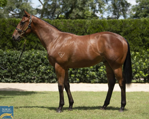 Californian is another promising winner bred and sold by Torryburn Stud.