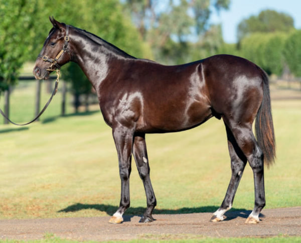 Cambar was a $50,000 Inglis Premier purchase.