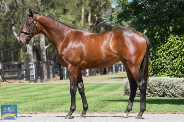 The yearling half-brother by Camelot to Warm Heart sold for $275,000 at Magic Millions.