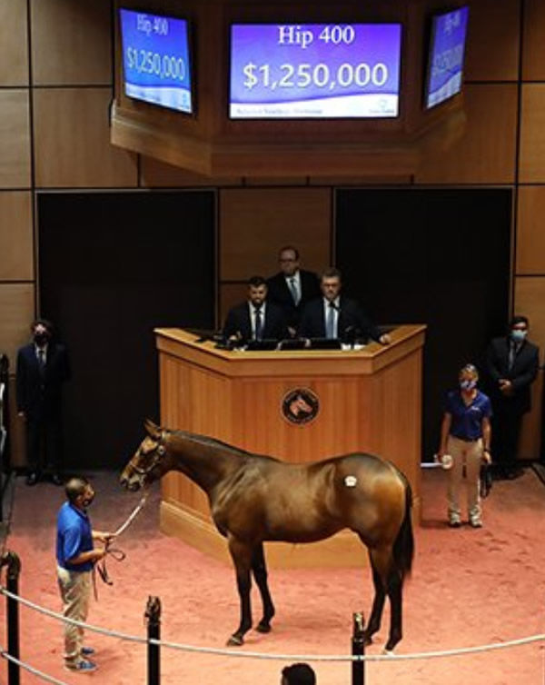 The top selling colt - image Fasig Tipton