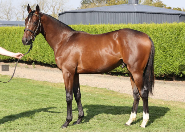 Camelot colt from Lady Babooshka sold for 600,000 guineas.