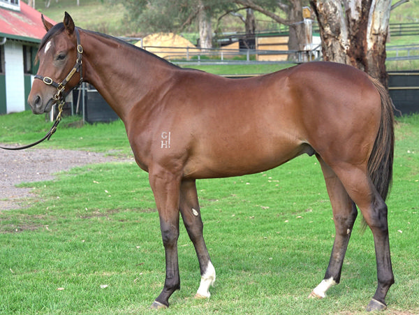 Baramul Stud bred and sold Campione D'Italia was a $500,000 Magic Millions yearling purchase