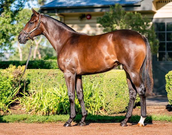 Canadian Dancer a $50,000 Inglis Premier yearling