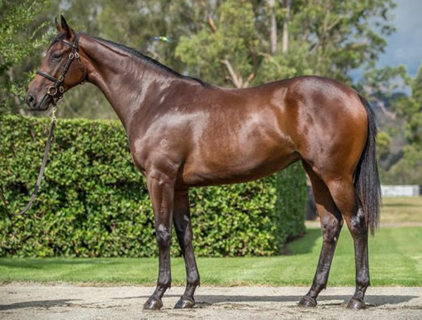 Canadian Spice was a $600,000 Inglis Easter purchase