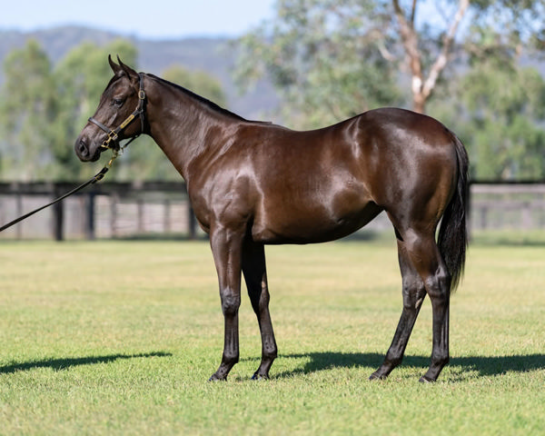 Cantiamo was a $220,000 Inglis Classic purchase.