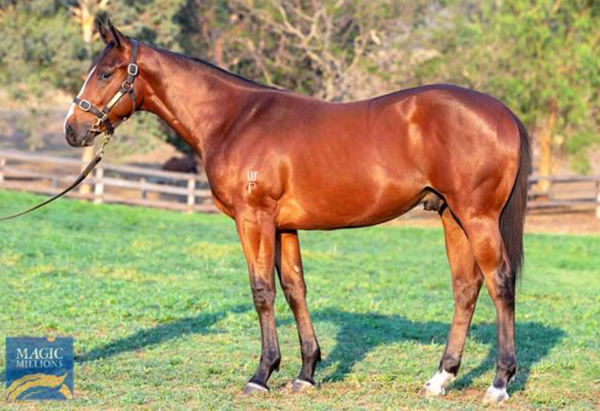 Cape Breton as a yearling.