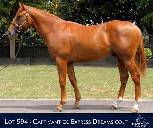Capital Express as a yearling.