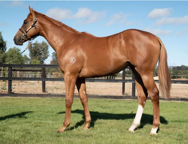 Capital Legend as a yearling.