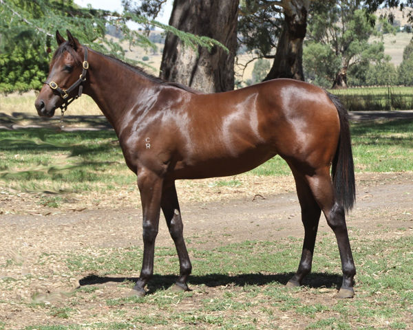 Capital Express a $25,000 Inglis Premier Yearling