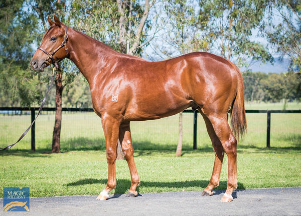 Kingstar Farm will offer the full brother to Sneak Shark at Magic Millions next week.