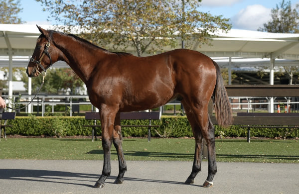 $370,000 Capitalist colt from Knit 'n' Purl. 