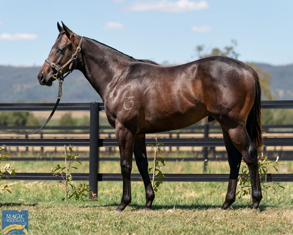 The half-brother to Olentia will be offered at Magic Millions by Attunga Stud.