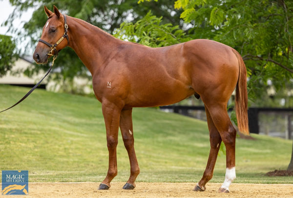 $850,000 Capitalist colt from Menagerie.